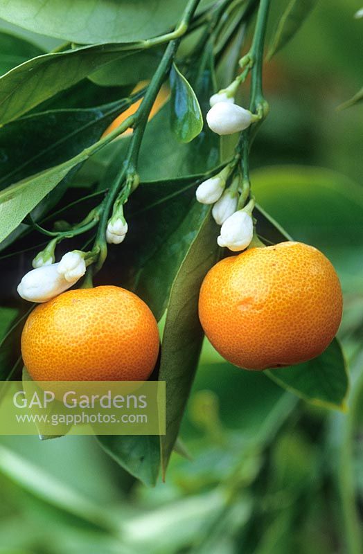 Calamondin orange. x citrofortunella mitis syn. c.microcarpa. Citrus flower and fruit. 