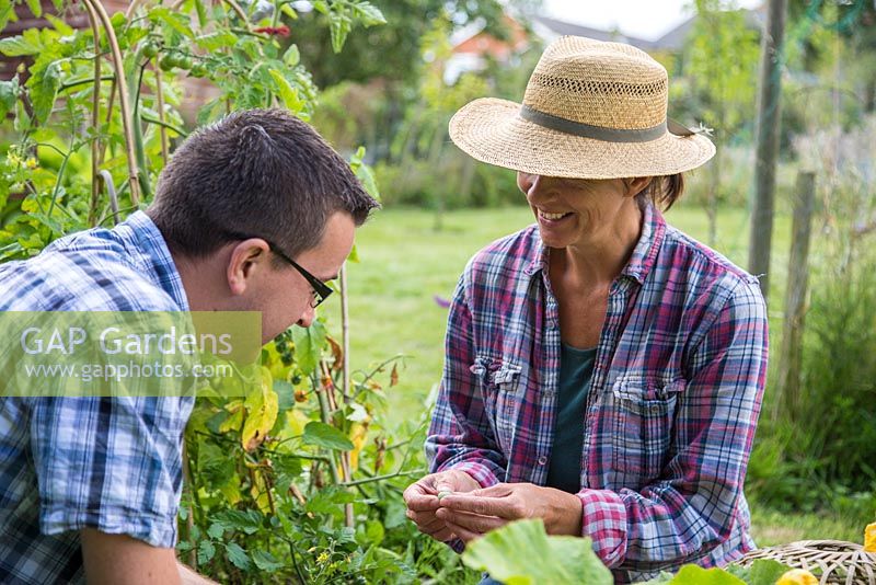 Woman in an alloment plot, showing a man the fruit of Melothria scabra - Cucamelon