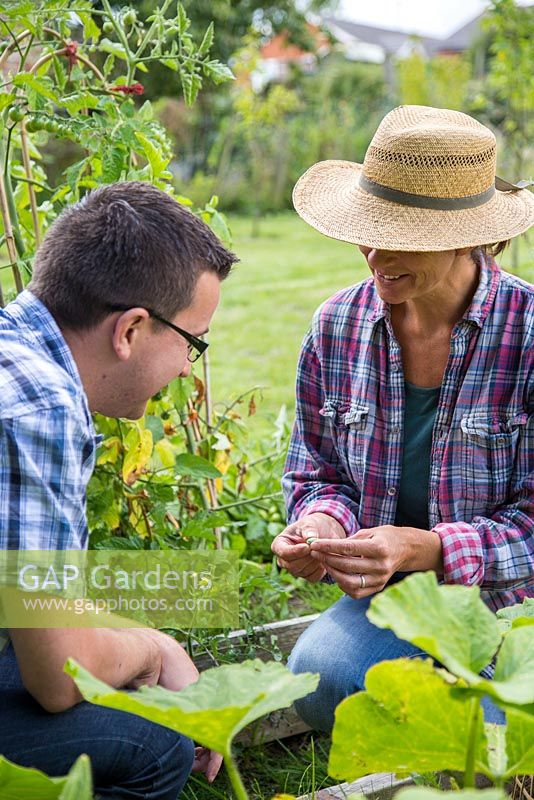 Woman showing a man the fruit of Melothria scabra - Cucamelon - on allotment in summer 