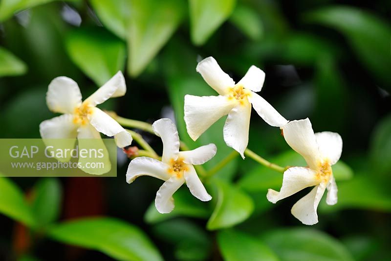Trachelospermum jasminoides, confederate jasmine, star jasmine, in full flower, July