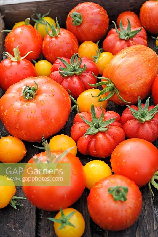 Selection of home grown greenhouse tomatoes