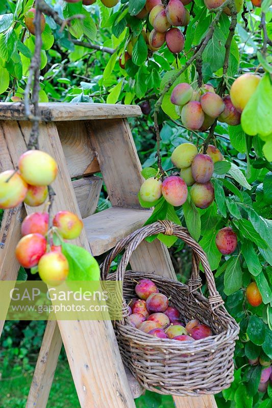 Victoria plum tree with ripe fruit in basket and step ladder