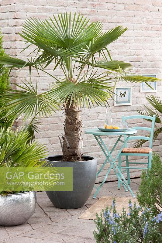 Trachycarpus fortunei - Windmill Palm and Chamaerops humilis 'Vulcano' - Palmetto, table and chair in the winter garden