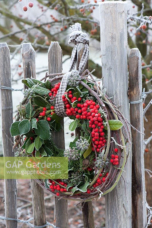 Christmas wreath made with Ilex, Hedera, Cryptomeria 