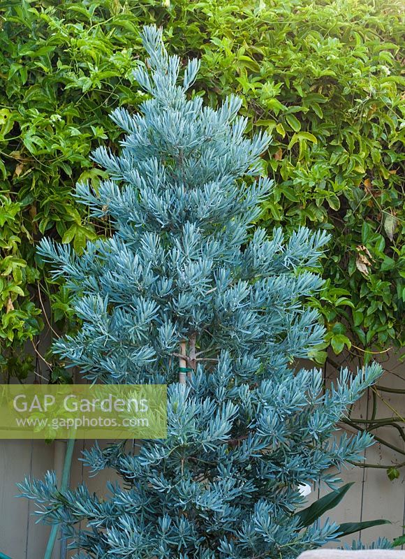 Podocarpus 'Icee Blue' 