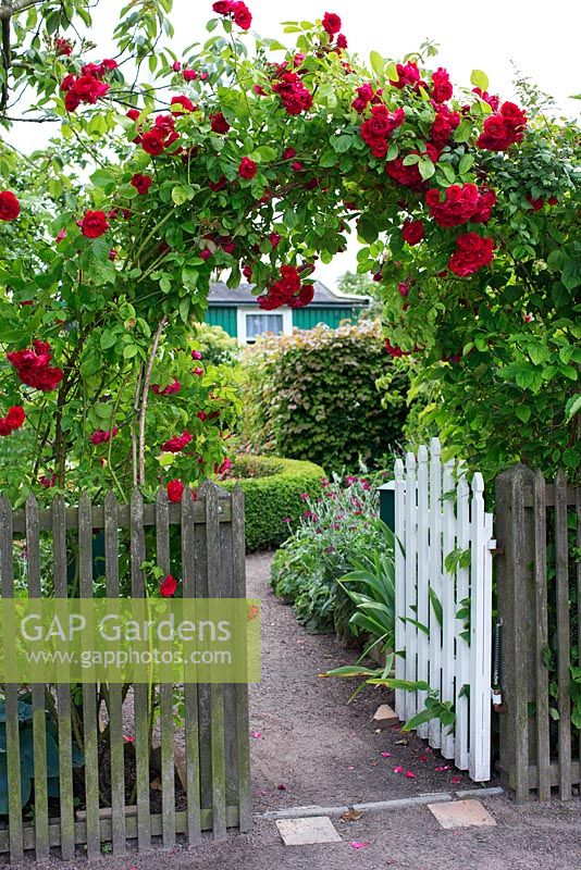 Rosa 'Flammentanz' - View leading through garden gate, climbing rose over gateway, wooden fence and white wooden gate, box hedge and Lychnis coronaria in background 