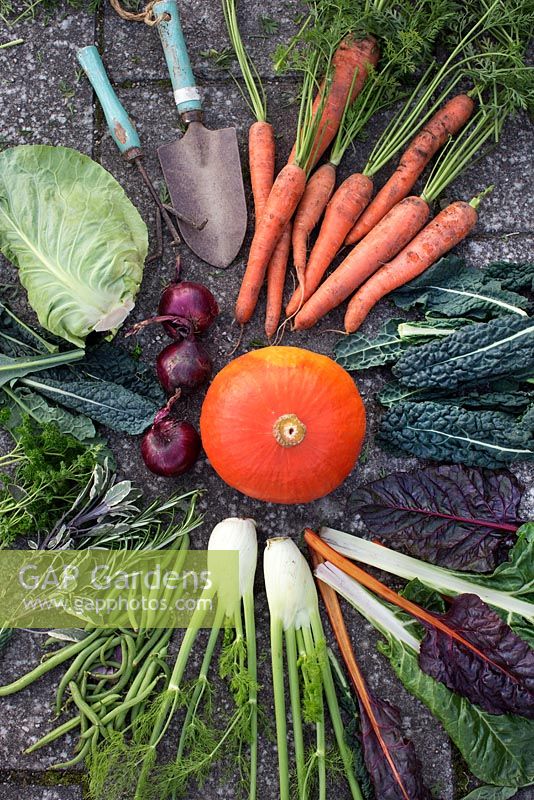 Organic vegetables harvested from garden, Brassica oleracea - Black kale, carrots, pumpkin, beans, Foeniculum vulgare - fennel, red onion, herbs, Swiss Chard - Beta Vulgaris, Brassica - Cabbage