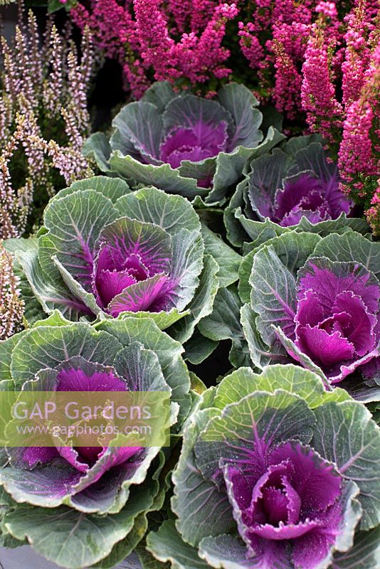 Autumnal arrangement, Erica 'Beauty Queen', ornamental cabbages - brassica