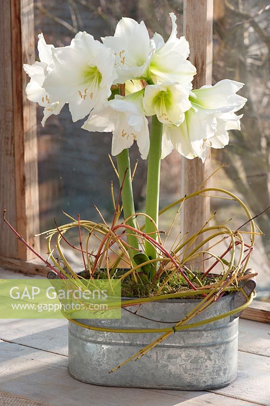 Hippeastrum 'Mont Blanc' - Amaryllis in metal planter decorated with branches of Cornus -Dogwood