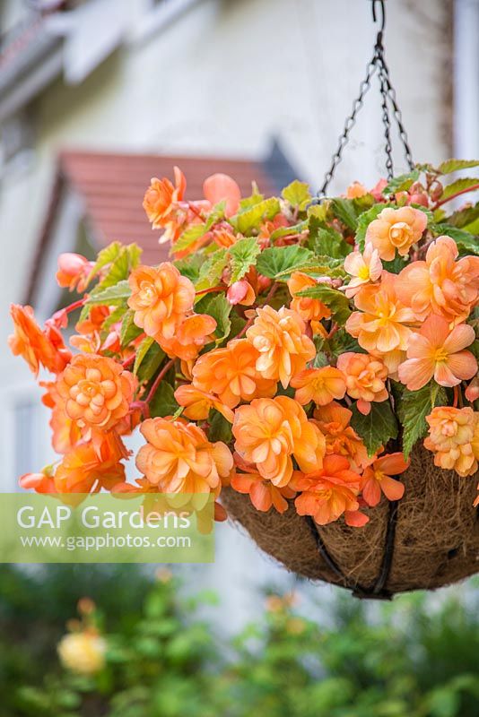 Hanging basket of Begonia tuberhybrida 'Apricot Shades' F1 Illumination series