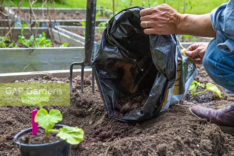 Adding manure to freshly dug hole before planting