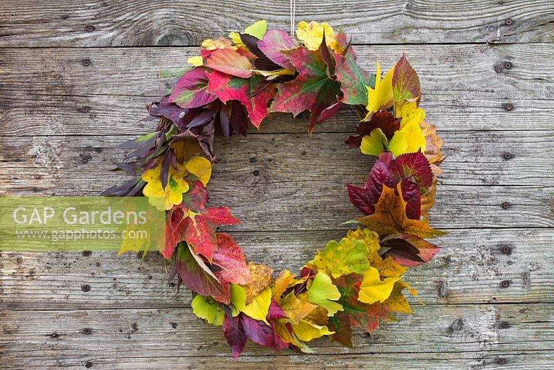 Autumnal leaf wreath made from a mixture of leaves, hanging against a wooden backdrop.