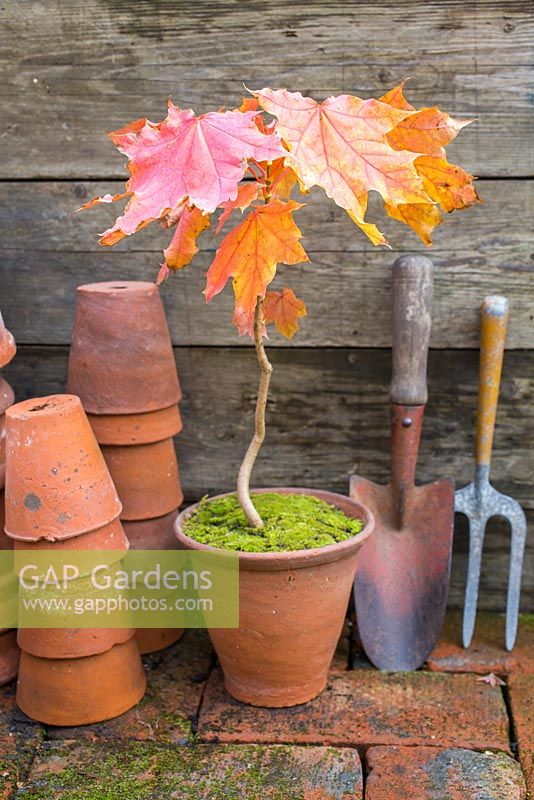 Acer - Maple tree accompanied with terracotta pots, hand trowel and hand fork against a wooden backdrop. 