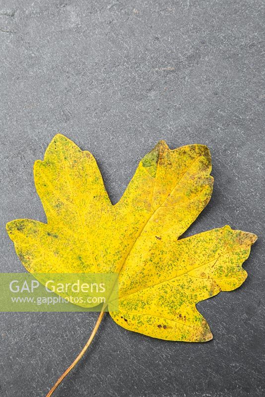 Autumnal Acer campestre leaf against slate