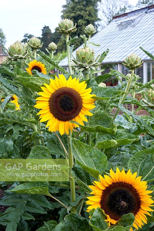 Helianthus annus - Sunflowers and greenhouse