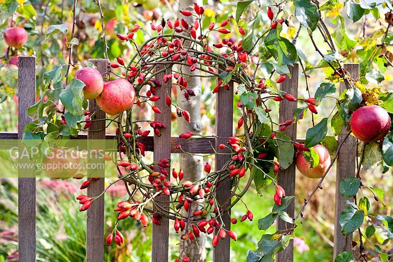 Rosehip wreath hanging on the wooden fence under apple tree.