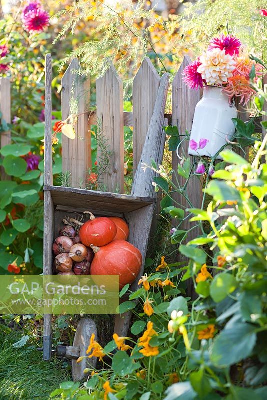 Old wooden wheelbarrow of harvest; onions and squashes. Milk can of dahlias.