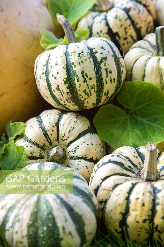 Squash 'Sweet Dumpling'. Collection of harvested Squash 'Sweet Dumpling'. 