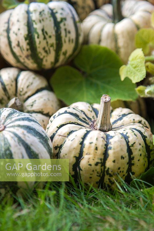 Collection of harvested Squash 'Sweet Dumpling'