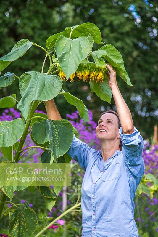 Woman standing under gigantic Helianthus - Sunflower