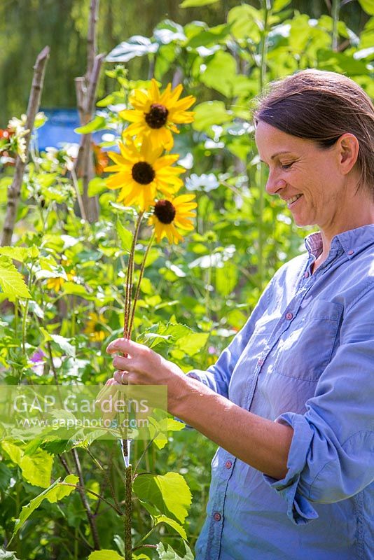 Woman gathering Helianthus - Sunflowers to make a bouquet