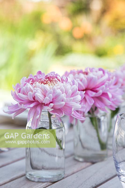 Chrysanthemum 'Bloom Allouise Pink' in glass jars