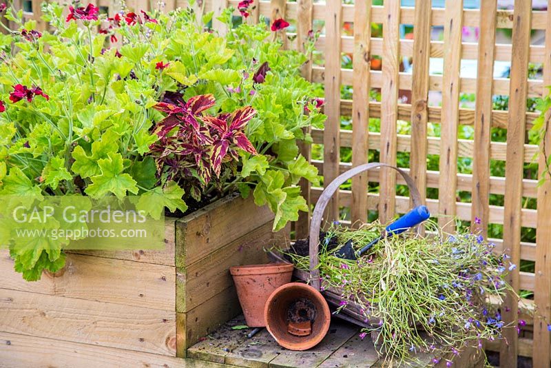 Replacing spent Lobelia from a moveable container with new Coleus plant