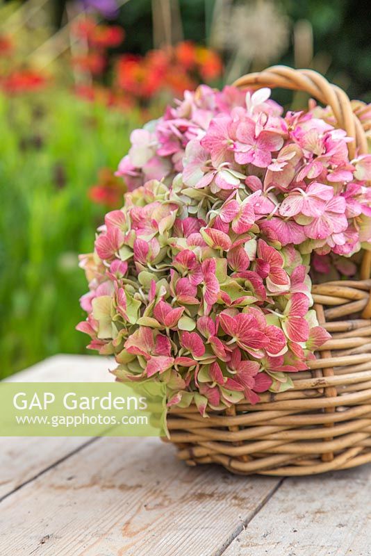 Wicker basket of Hydrangea flowers with a view to the garden