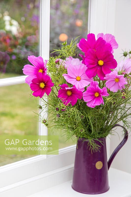 Jug of Cosmos flowers on a windowsill with a view through a window to the garden