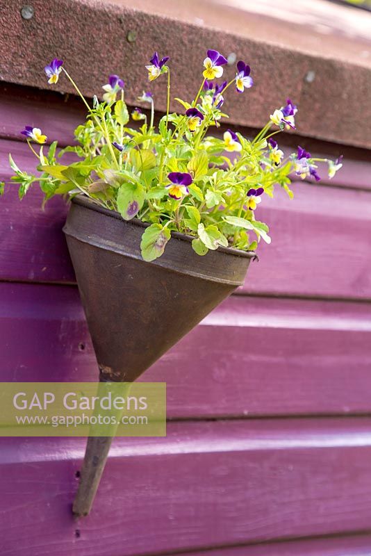 Viola tricolor planted in a vintage oil funnel, hung on the side of a shed