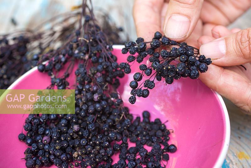 Gently removing the dried elderberries from a Sambucus cutting into a bowl