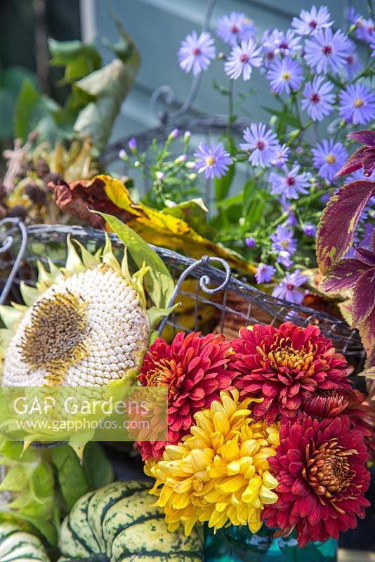Autumnal display of Chrysanthemums, Helianthus - Sunflower seed head, Asters and Squash 'Sweet Dumpling'