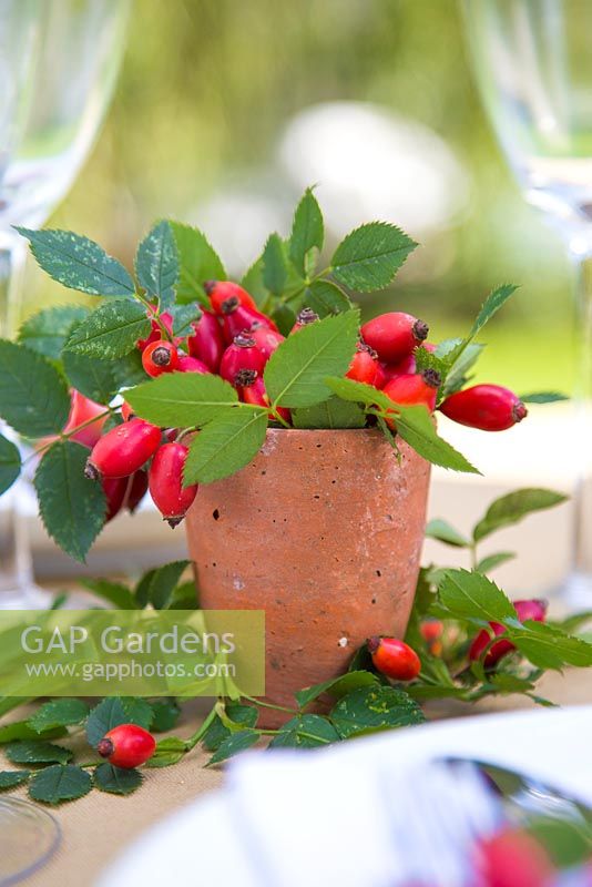 Rosa - Rose hips used as a table place setting