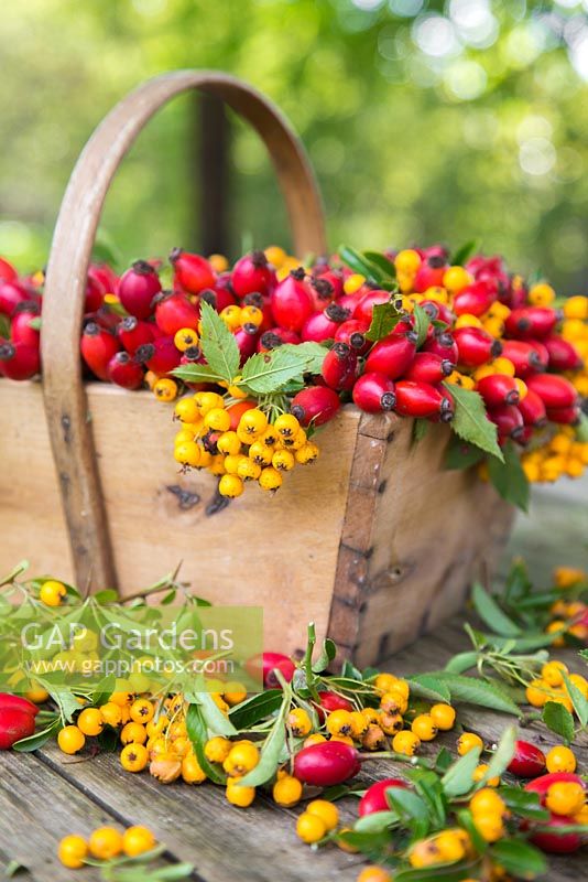 Wooden trug filled with Rosa - Rose hips and Sorbus berries with foliage