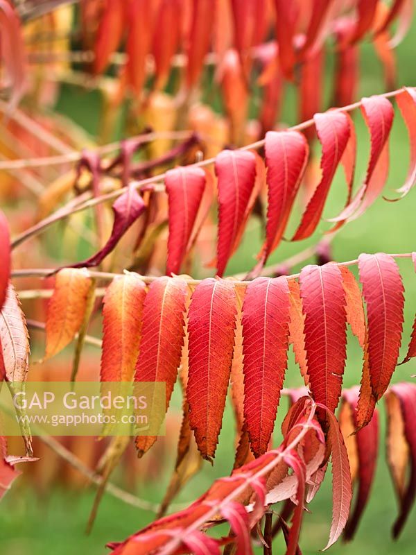 Rhus typhina 'Radiance' - Stag's Horn Sumach - October
