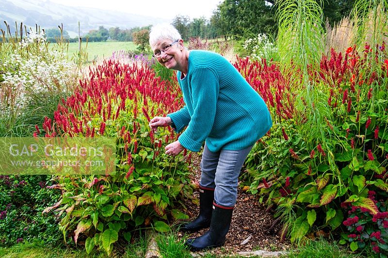 Pamela Harris in her garden. Persicaria -  J. S. Caliente flowers with prairie style planting on a misty autumn morning