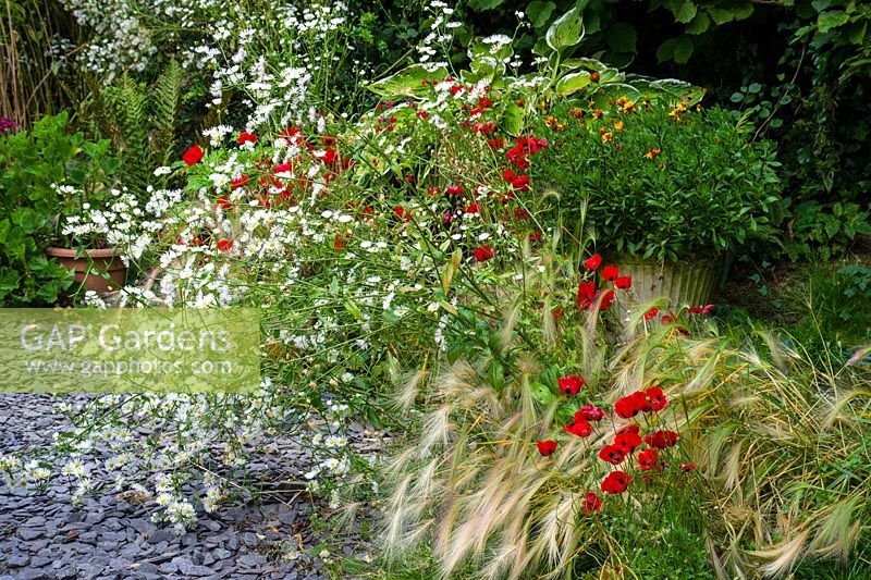 Erigeron annus flowers and Hordeum jubatum grass with poppy flowers