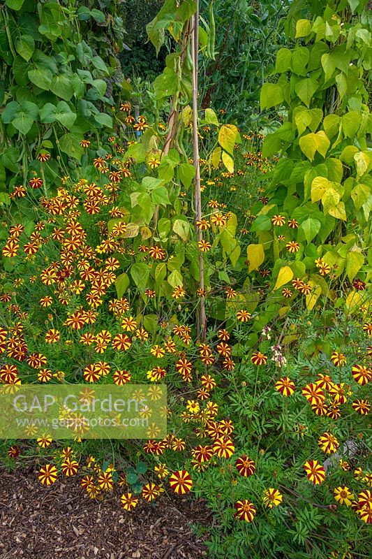 Tagetes - Tall Scotch Prize growing around Runner Bean plants.
