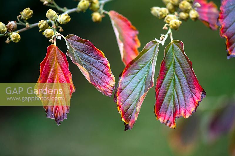 Hamamelis x intermedia ' Arnold Promise' leaves in autumn colour.