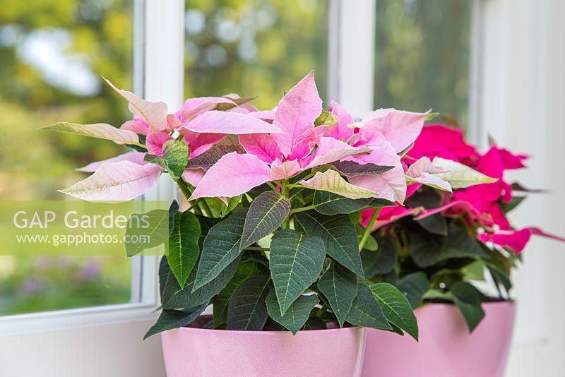 Euphorbia pulcherrima 'Soft Pink' and 'Dark Pink' Princettia series, on a windowsill with a view to the garden