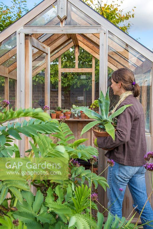 Woman carrying tender plant into greenhouse to store through the winter months. Agave