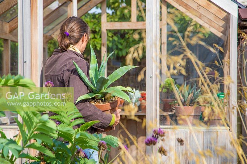 Woman carrying tender plant into greenhouse to store through the winter months. Agave