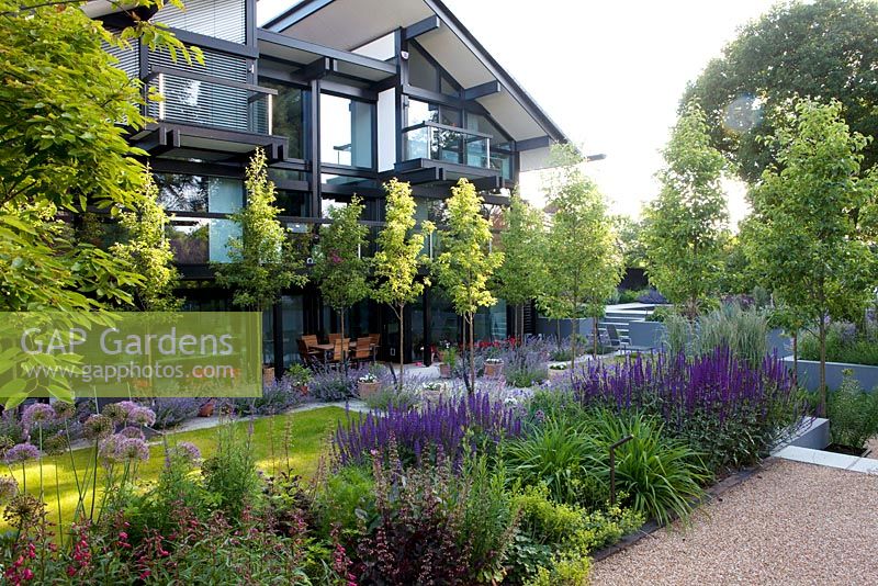 Contemporary garden with repeated planting - including an avenue of Pyrus 'Chanticleer' with Nepeta 'Six Hills Giant'