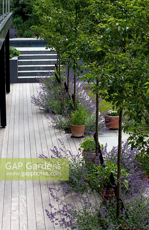 Timber decking lined with containers of Pyrus 'Chanticleer' and Nepeta 'Six Hills Giant'