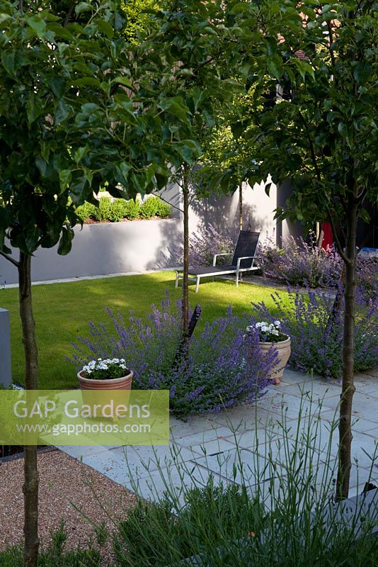 View to lounger, repeat planting of pyrus 'Chanticleer' and  Nepeta 'Six Hills Giant', 