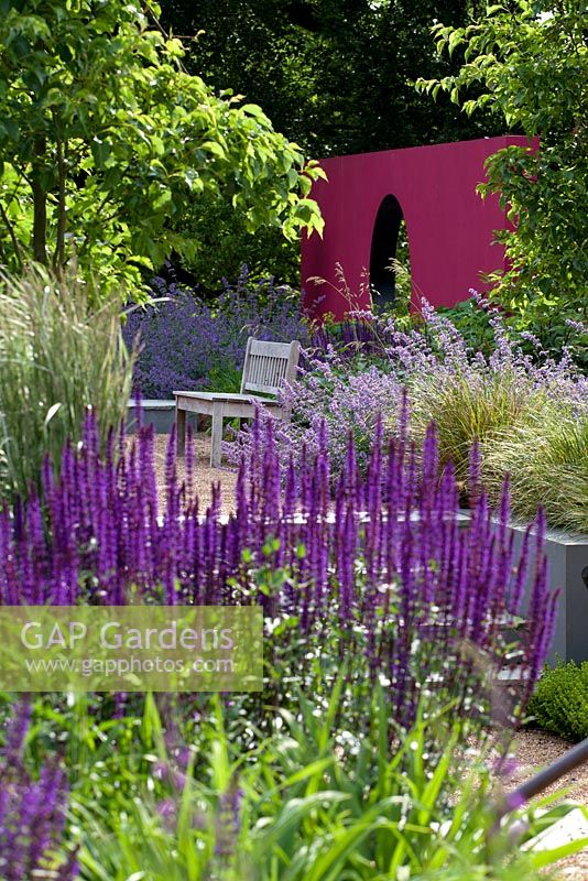 View to bench on raised seating areain modern split level garden with pink painted feature wall.  Planting includes  Salvia 'Caradonna', Nepeta 'Six Hills Giant' and Pyrus calleriana 'Chanticleer'