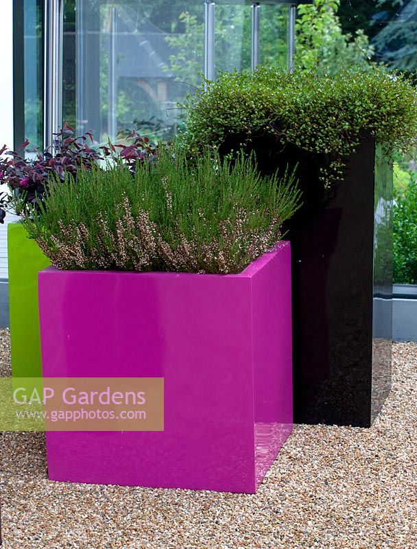 Modern pink, black and green containers with Erica ssp, Muehlenbeckia complexa