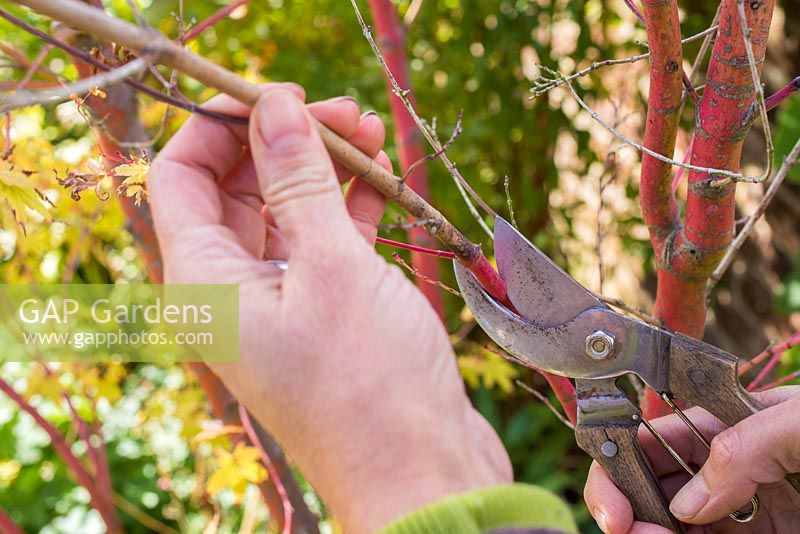 Using pruning shears to remove dead and diseased stems from an acer tree