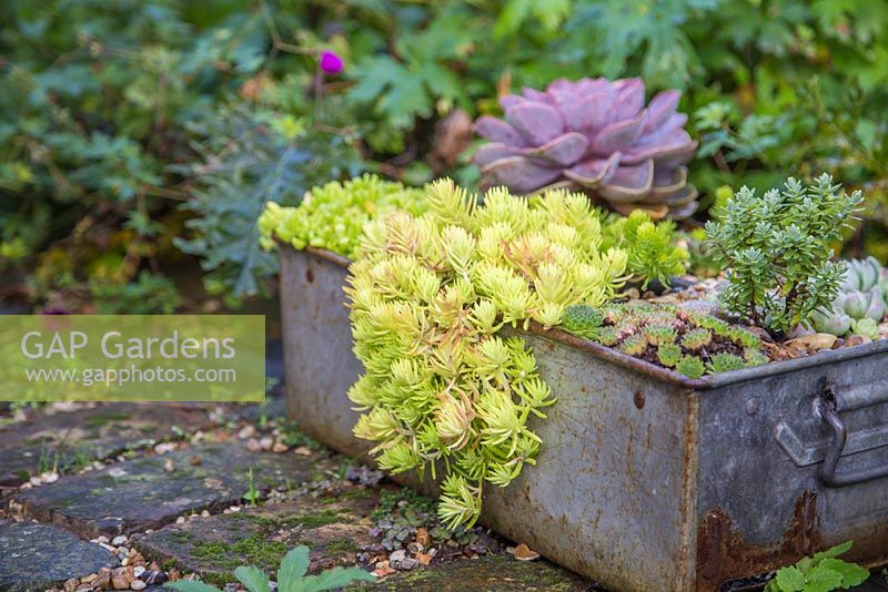 Succulent display in metal container. Featuring sedum rupestre 'Lemon Ball', hebe and sempervivens