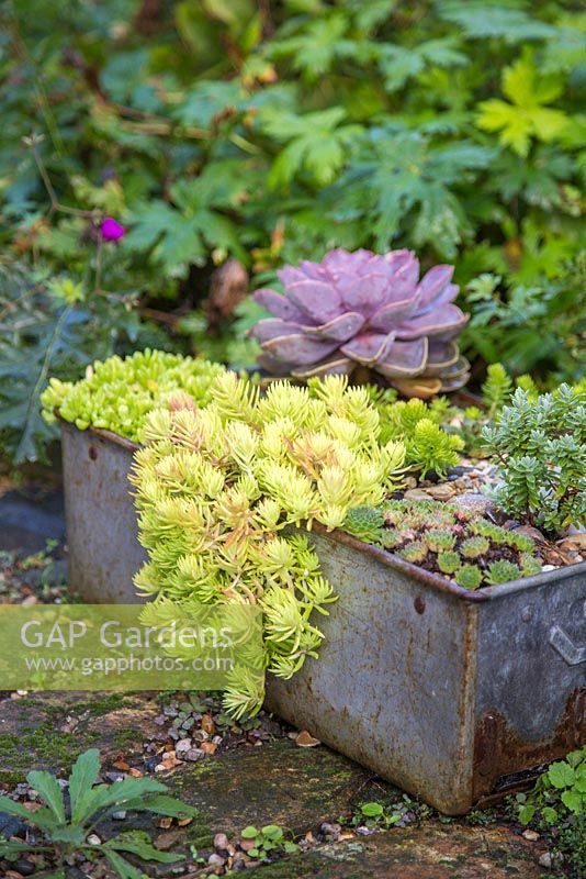 Succulent display in metal container. Featuring Sedum rupestre 'Lemon Ball', Hebe and Sempervivens